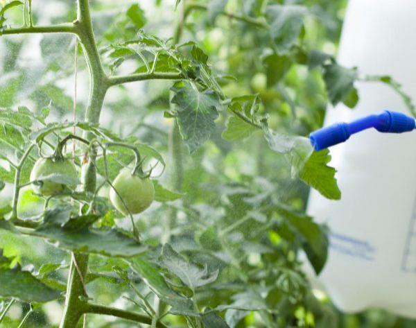 Опрыскивание борной кислотой - незаменимая процедура для огурцов и помидоров