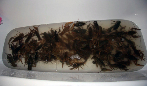 Как хранить креветки живые и вареные в домашних условиях?