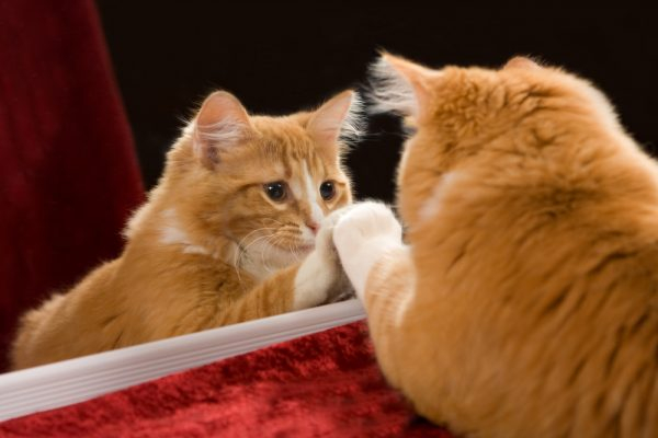 Как видят кошки: мир глазами домашнего питомца