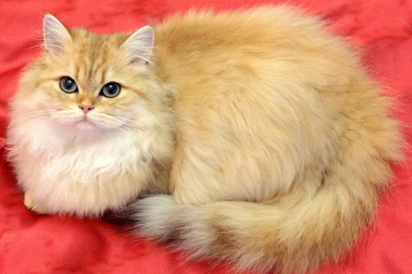 Эти разные и красивые кошки: классификация пород, фото, отзывы