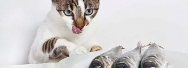Закуски для кошек: как правильно лечить питомца