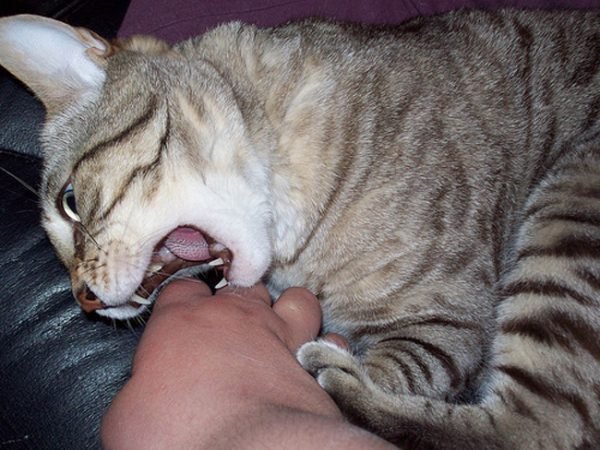 Как отучить кошку поцарапать и укусить