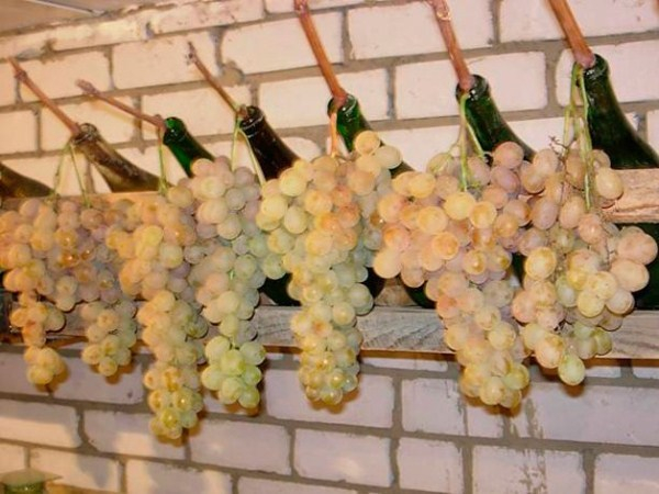 Как хранить виноград в домашних условиях - важные моменты процесса, начиная с сбора урожая
