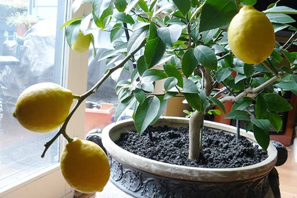 Как прорастить семена лимона в домашних условиях?