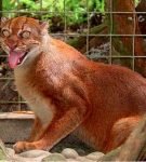 Калимантанский кот, или загадка острова Борнео