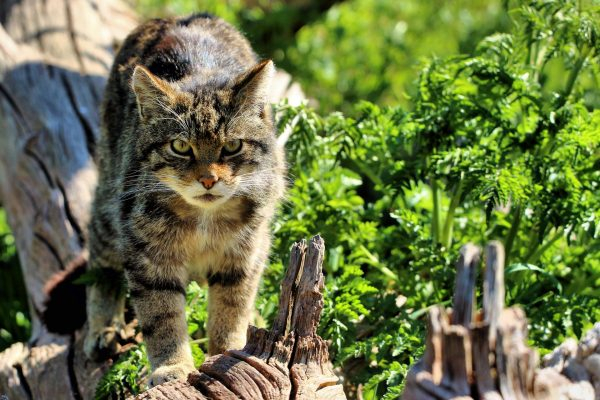 Дикий лесной кот: древний хищник в доме