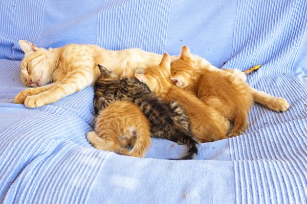 Стерилизованные кошки: человеческое действие или узаконенная жестокость