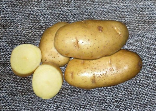 Картофель Скарб - все об особенностях выращивания белорусской луковицы
