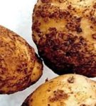 Удача не уйдет без урожая - описание популярного отечественного сорта картофеля