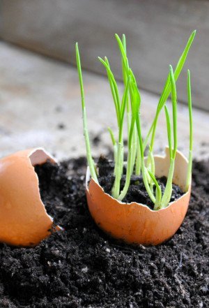 Яичная скорлупа как удобрение для растений в саду и дома
