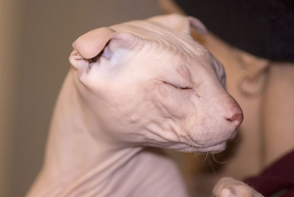 Породы голых кошек, или зачем животному шерсть
