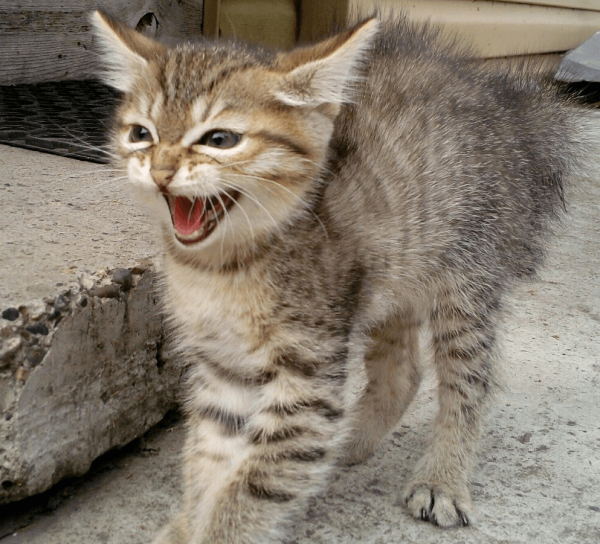 Степной кот - ласковый питомец или дикий хищник