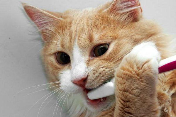 Красные десны у кошки: о чем говорит симптом