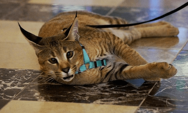 Дорогой кот с уникальным происхождением - порода Каракет
