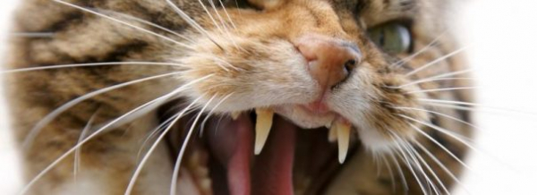 Агрессивная кошка: как отучить питомца от укусов и царапин