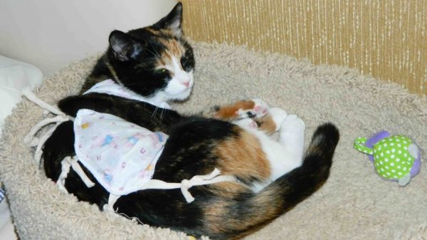 Стерилизация кошки: уход в домашних условиях после операции
