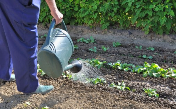 Ринда капуста F1: давайте вырастим мощный урожайный гибрид в нашем саду