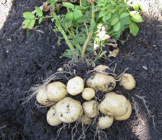 Консервативные и оригинальные способы посадки картофеля