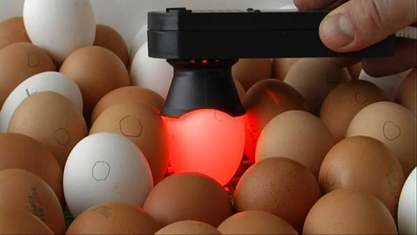 Учимся контролировать свежесть яиц: самые эффективные методы