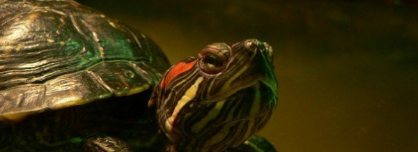 Советы новичкам завести в доме красноухую черепаху