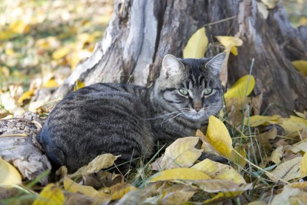 Отважные защитники и счастливые друзья: очаровательные кошки Майнкс