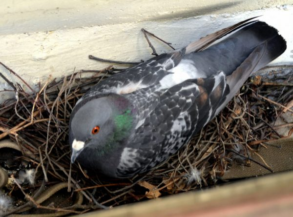 Как избавиться от голубей на балконе и на чердаке