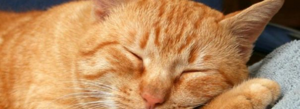 Рыжий кот во сне - выгода или предательство