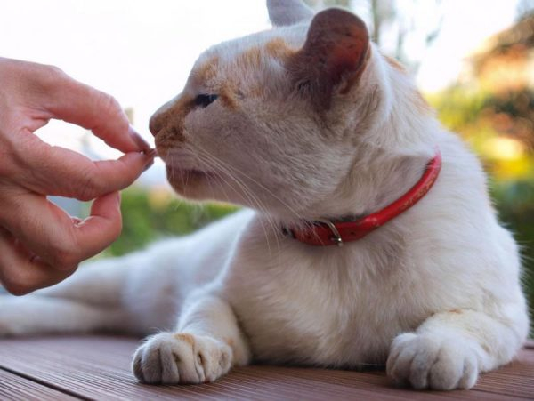 Цестальная кошка со вкусом печени: Тайная вечеря червей