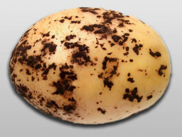 Как сохранить урожай картофеля надолго