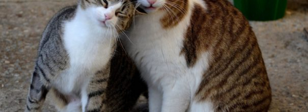 Любовь к кошкам от А до Я: правила вязки питомцев