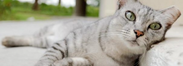 Вакцинация кошки от бешенства: единственный способ защитить себя