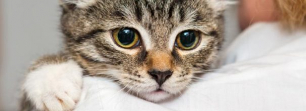 Как спасти кошку от 11 серьезных инфекций: противомикробный препарат Байтрил