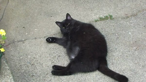 Приснился черный кот - к лучшему или к лучшему?