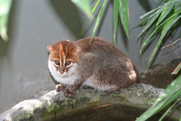 Суматранский кот: очаровательное животное из лесов Индонезии