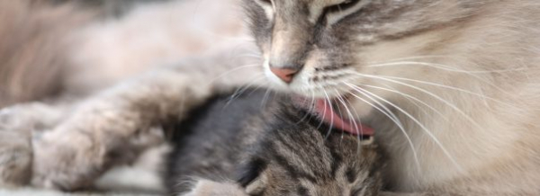 Роды кошки, или как помочь питомцу в трудный период