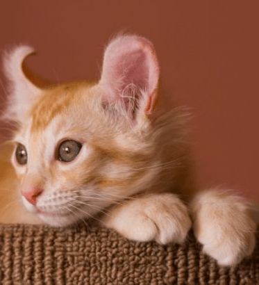 Американский керл: кот с загнутыми ушами