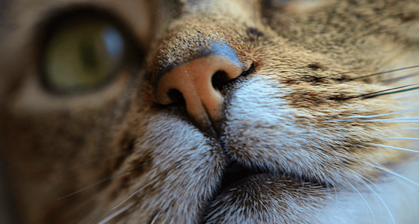Домашние кошки - Анатомия благодати