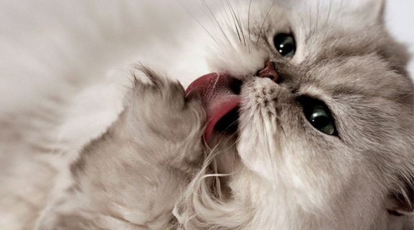 Стоматит у кошек: причины и виды конечно самые разные