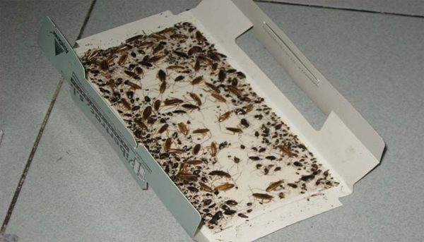 Как сделать простые и эффективные ловушки для тараканов своими руками