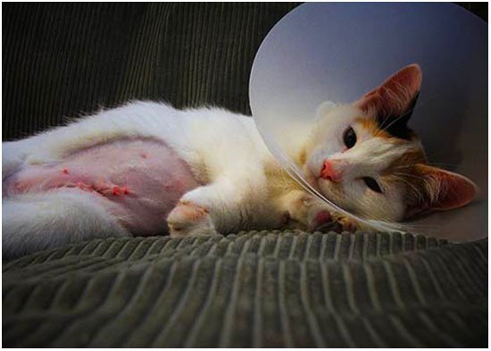 Стерилизация кошки: уход в домашних условиях после операции