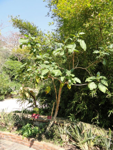 Томатное дерево Томарилло: знаем - удивляемся - и растем
