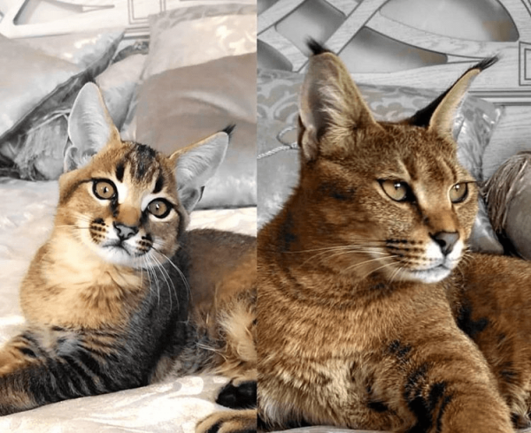 Дорогой кот с уникальным происхождением - порода Каракет