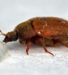 Кожееды в доме: что нужно знать о жуках