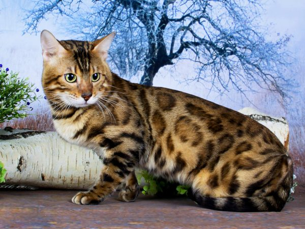 Бенгальские кошки: чудо размножения