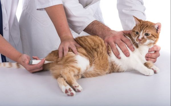 Охрана здоровья кошек - программа вакцинации домашних животных