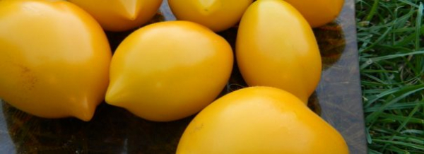 Чудо света Помидор: Лиана с лимонными фруктами