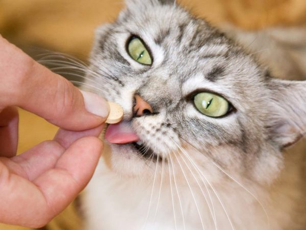 Охрана здоровья кошек - программа вакцинации домашних животных