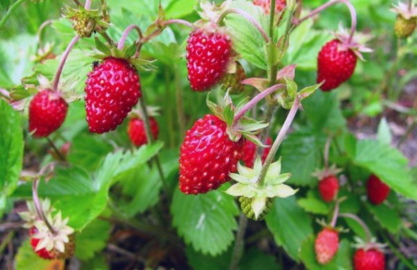 Клубника Али-Бабы: давайте вырастим ароматную ягоду в саду