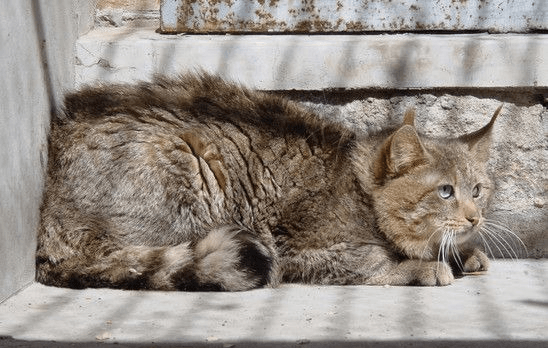 Китайская кошка: принцесса гобийских степей и тибетских гор