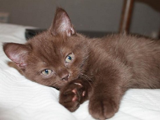 Йоркский шоколадный кот: все оттенки шоколада